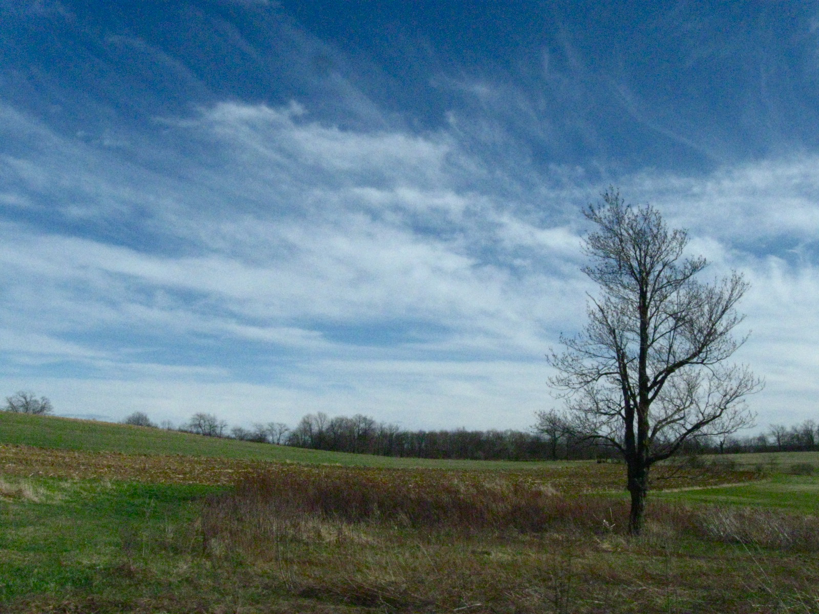 tree and a beautiful sky