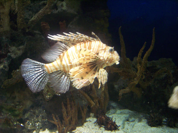 Lionfish 3