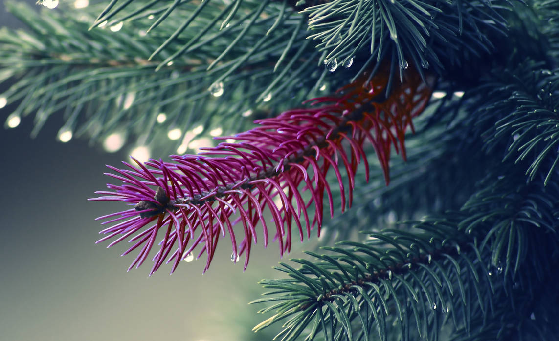 Pink needles by Kapichay on DeviantArt