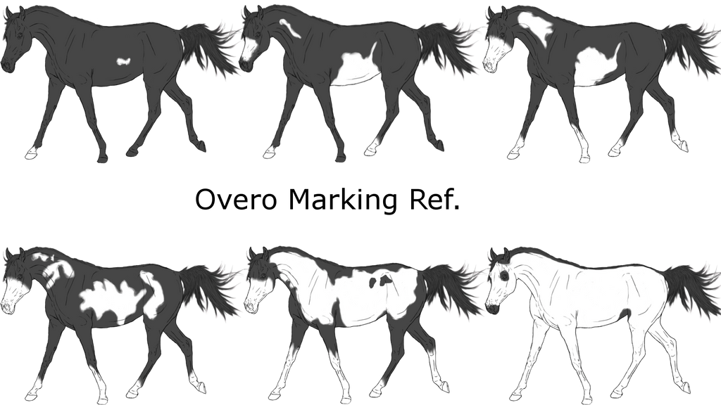 Overo Markings by WinnyDaPoo on DeviantArt