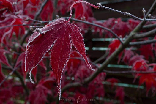 Icy Red