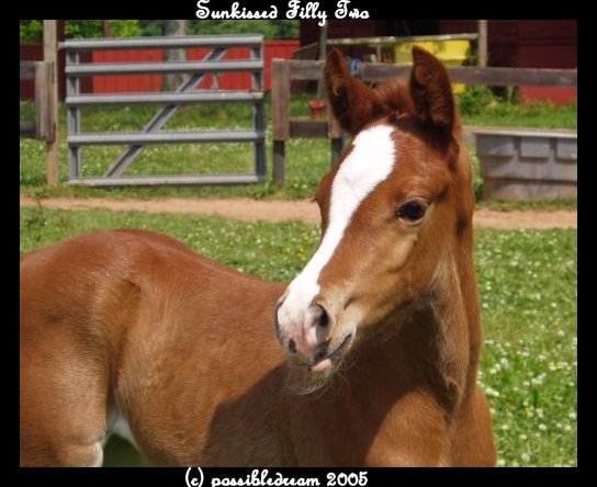 Sunkissed Filly Two