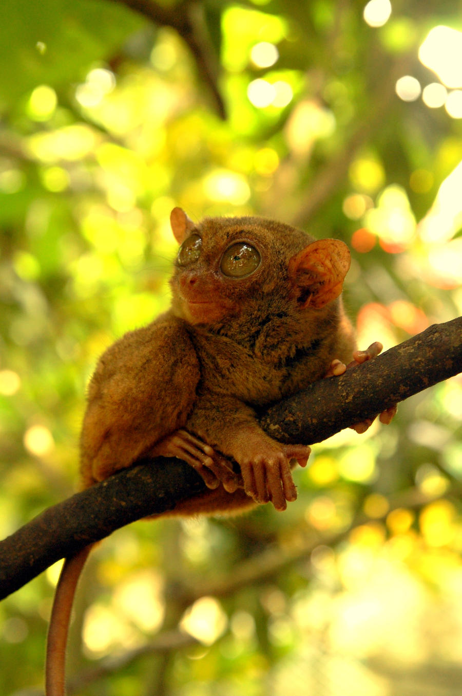 tarsier