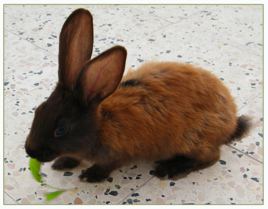 brown rabbit by Lorenia3 on DeviantArt
