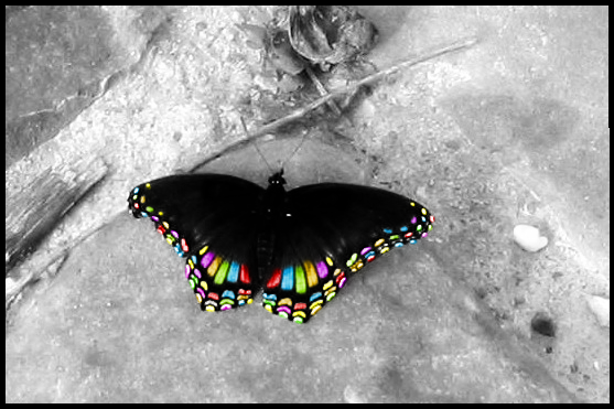 The Butterfly