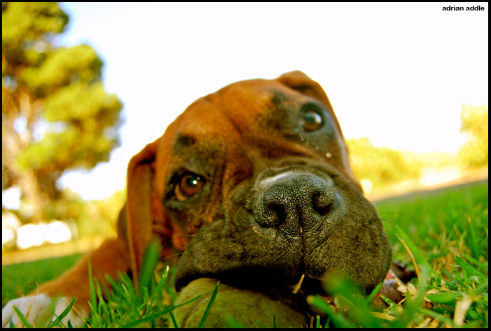 Boxer Pup