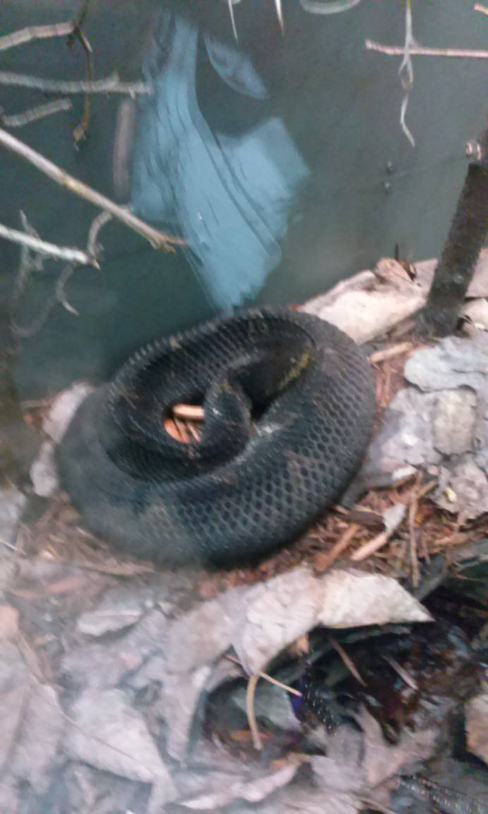 Snakes (11) by MurderInkLastResort on DeviantArt
