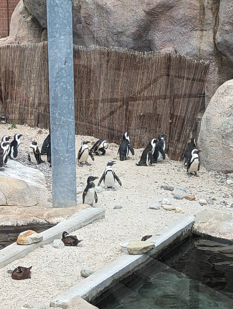 Penguins (3) by MurderInkLastResort on DeviantArt