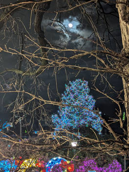 Lights Befor XMas (232)