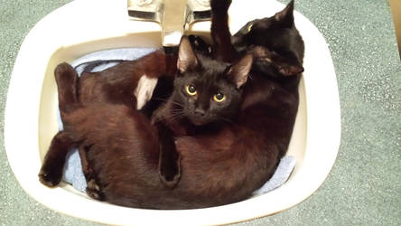 Cute Kitty Sister Sink Snuggles!