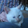 Farm_Kitten_3