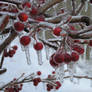 Frozen berries