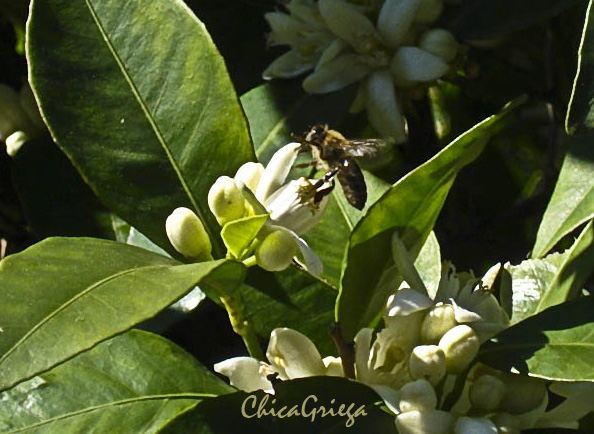 Bee on an orange tree