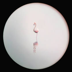Flamingo through a lens