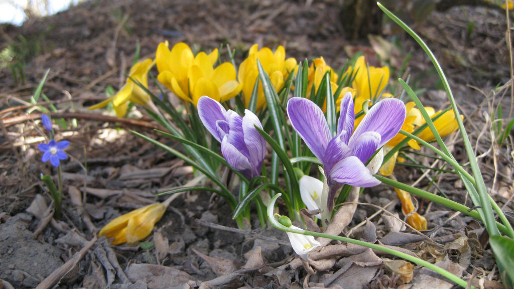 Crocuses