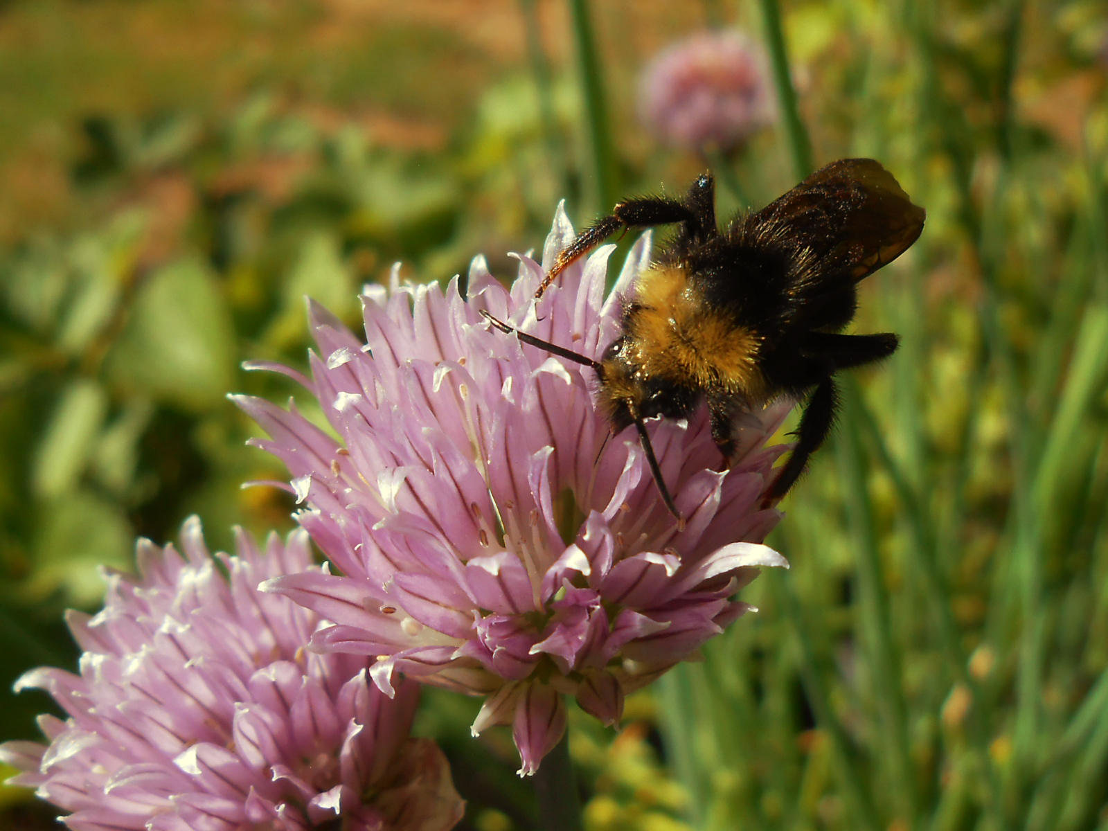 Springtime Bees