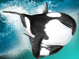 orca huggin calf