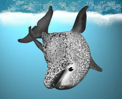 Spotted dolphin playing