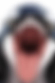 Anthro Orca face and IA correction