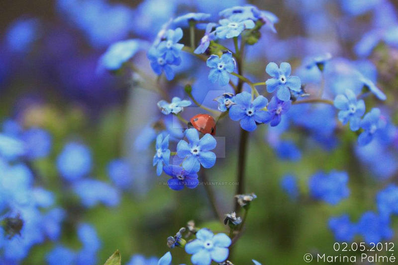 Forget me not 2.