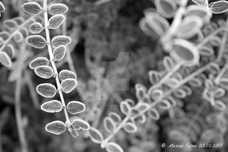 Beautiful frost.