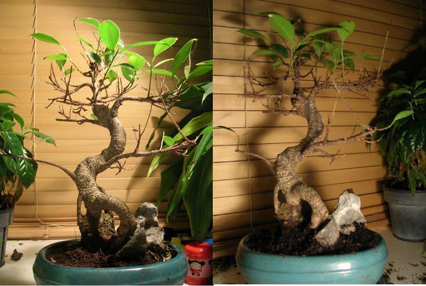 Bonsai no. 2 by PaperFiend on DeviantArt