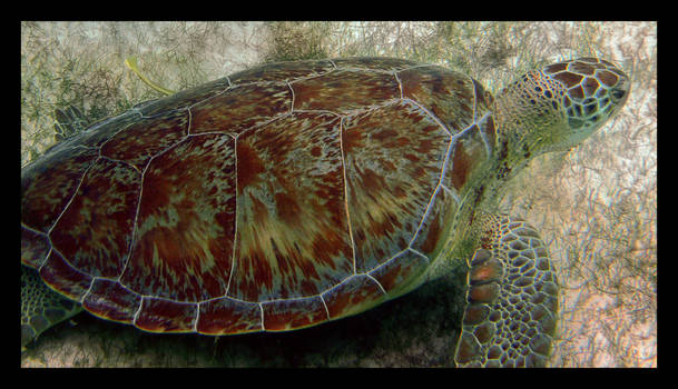 Sea Turtle