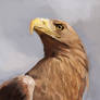 quick eagle study