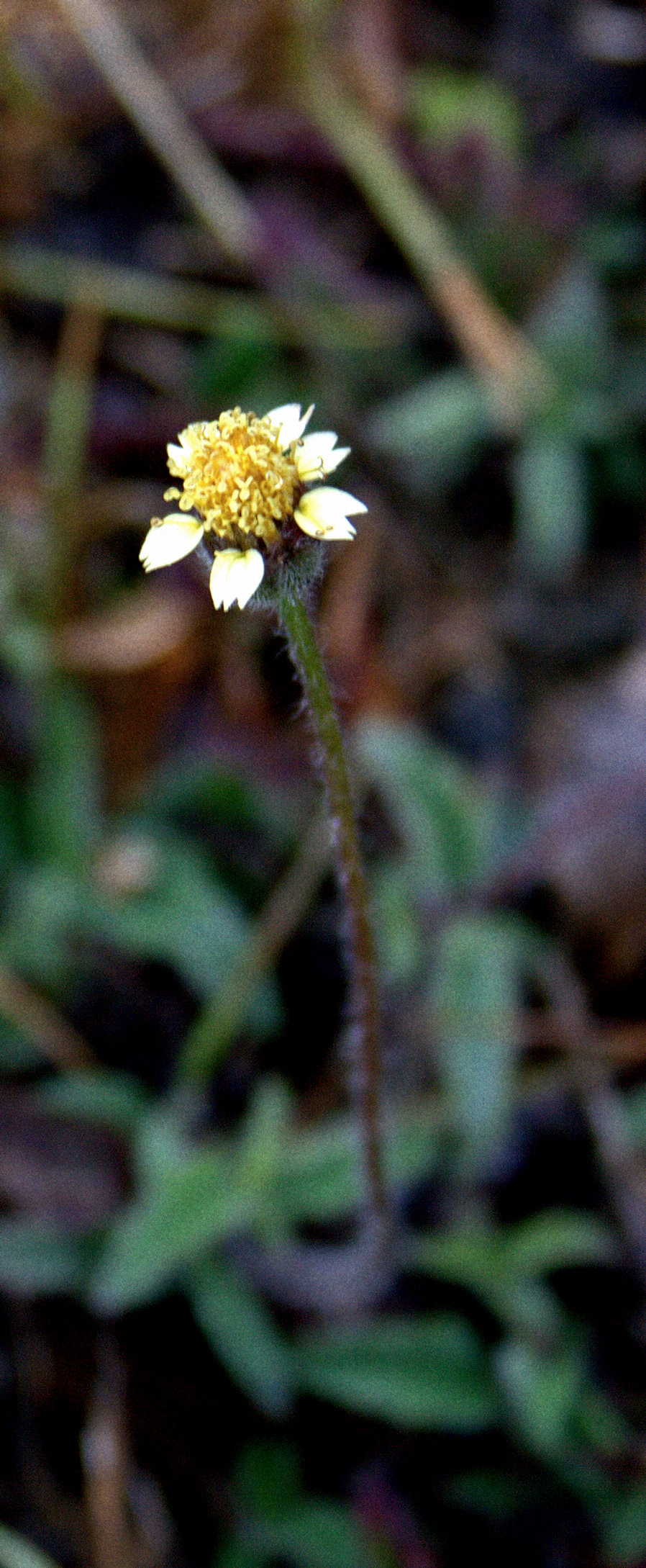 Day 36: A Little Yellow Flower