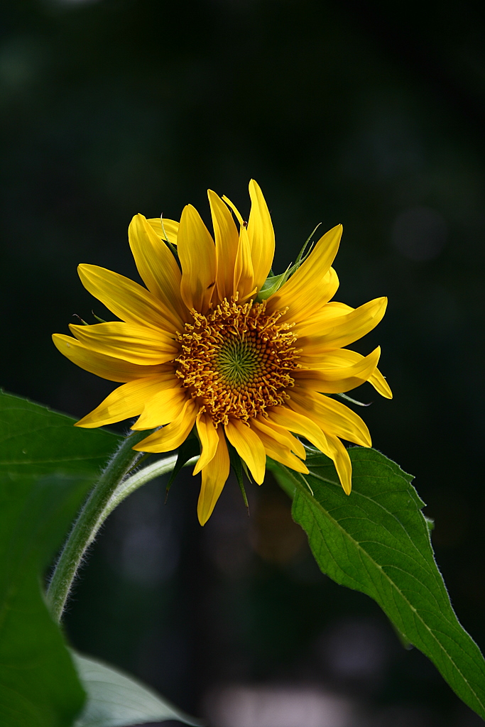 Day 171: Sunflower