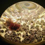 Globe of Scallops in Montery Bay Aquarium