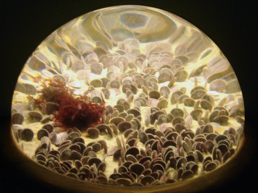 Globe of Scallops in Montery Bay Aquarium