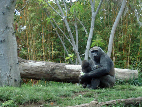 Gorilla mom and baby