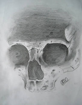 Skull study