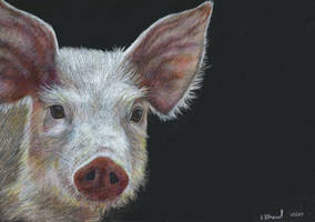 A piglet