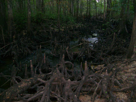 Creek running low