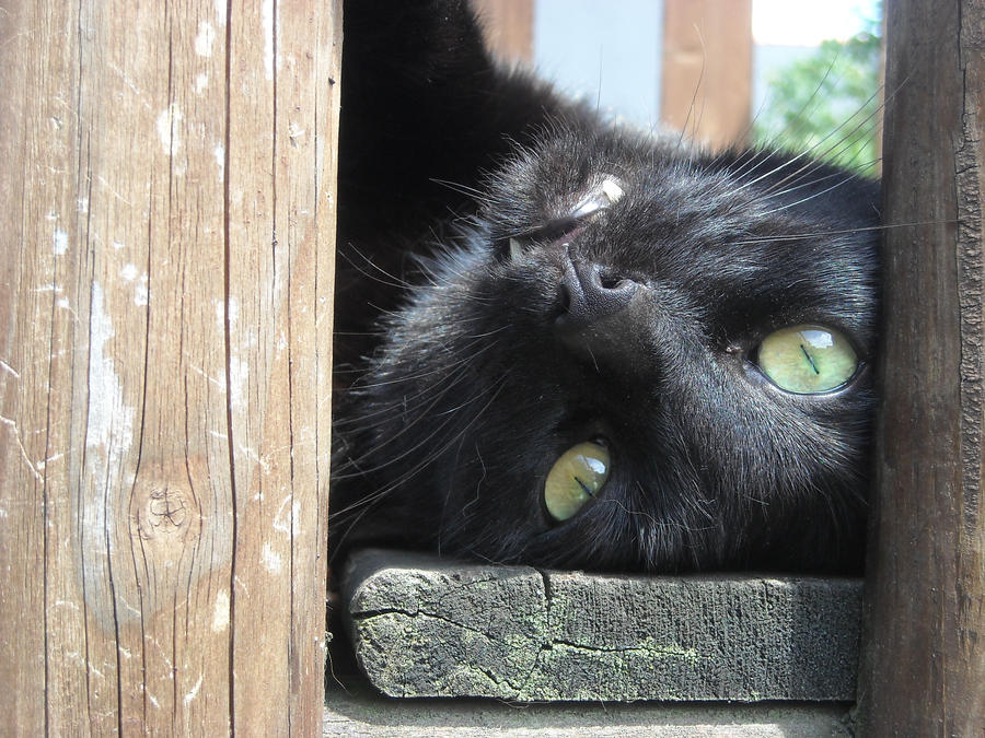 Black cat IV by Walldis on DeviantArt