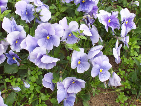 Violet Flowers