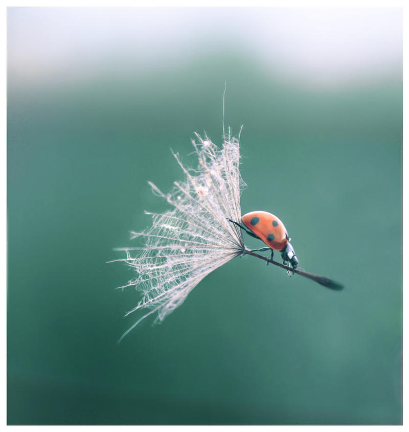 Impossible is nothing. by Lentilcia