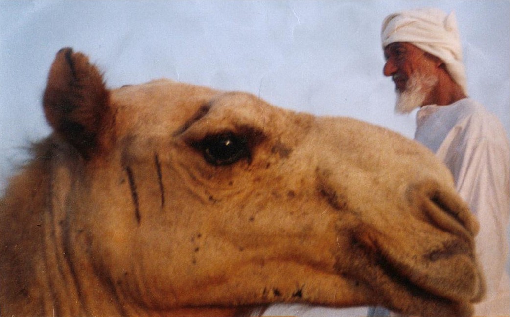 Camel2