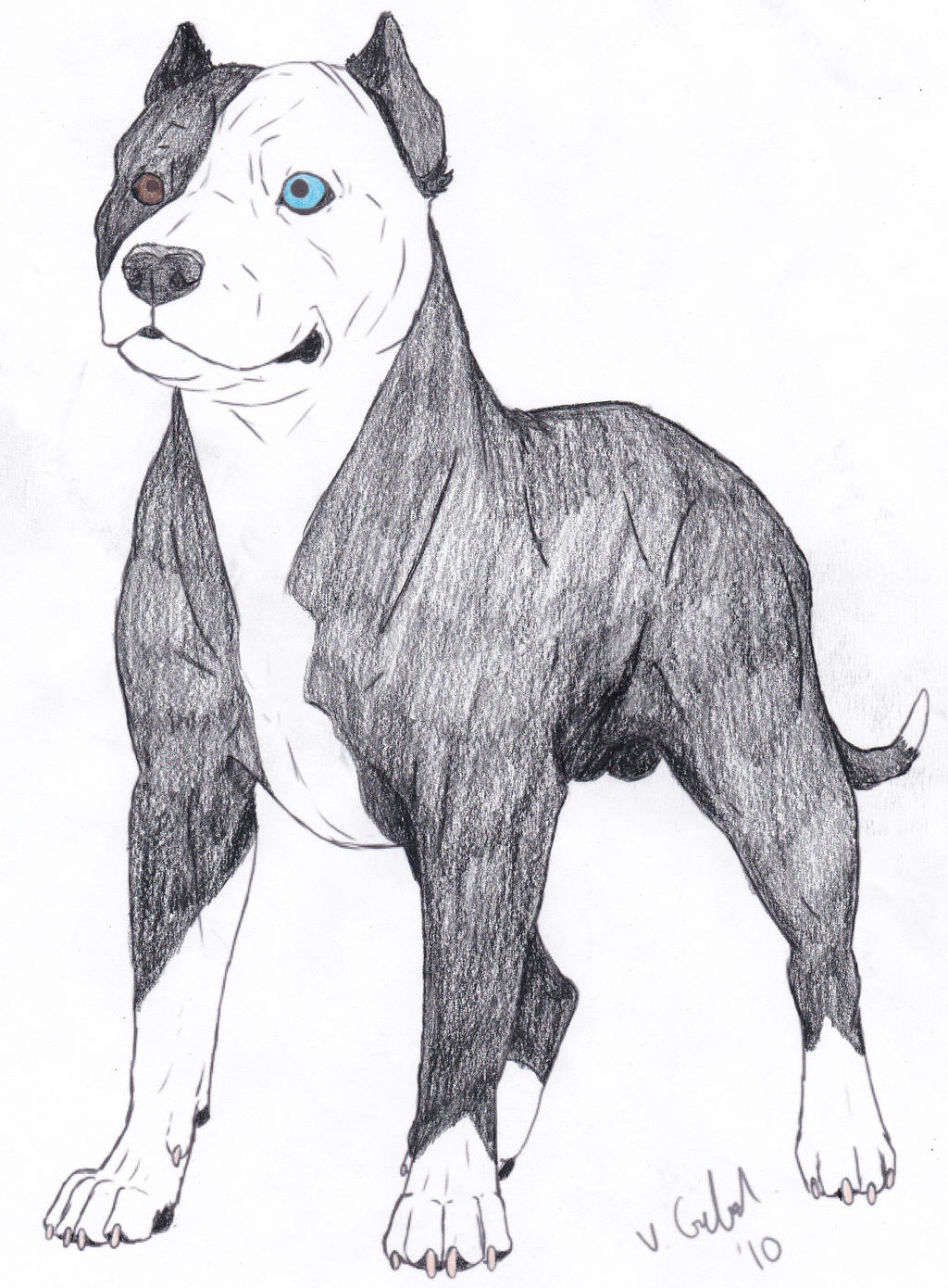 Pit bull Adoptable CLOSED