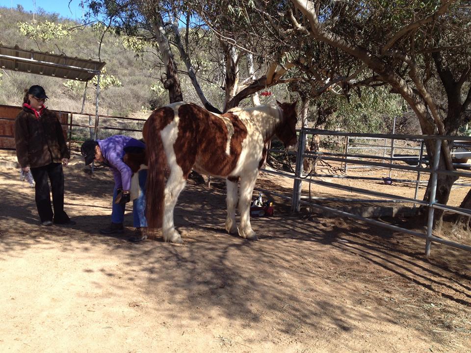 Grooming Session