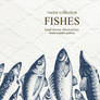Fish Vector Collection