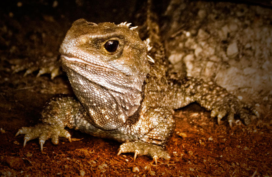 Wild Tuatara