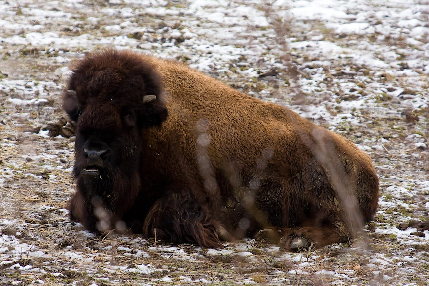 Monster Chomp by Calzinger on DeviantArt