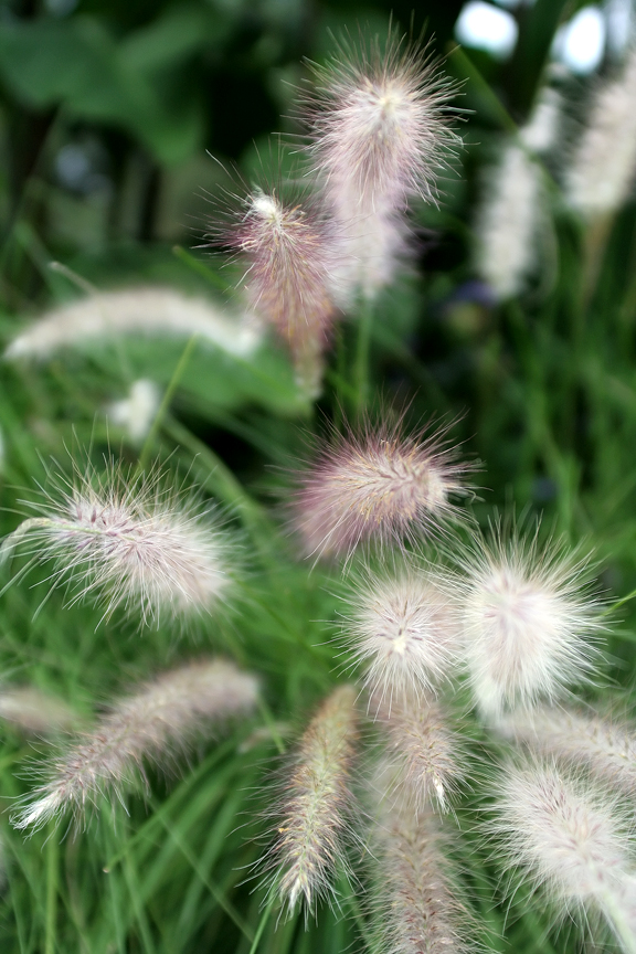 Willow Sparklers