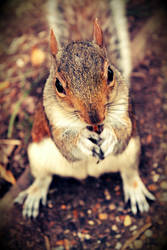 Squirrel