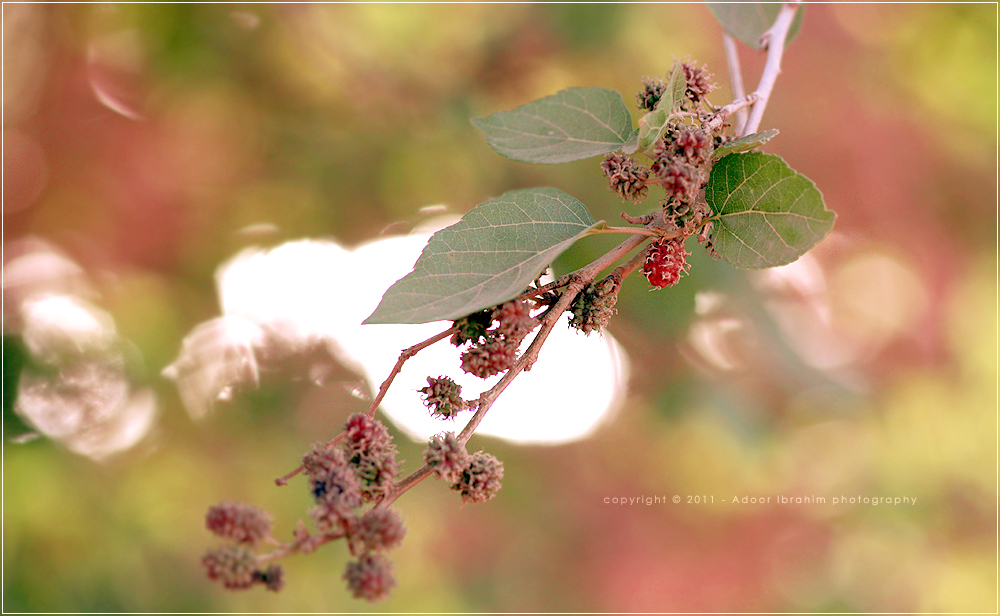 Berries