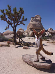 A Kit fox at the Joshua monument desert.