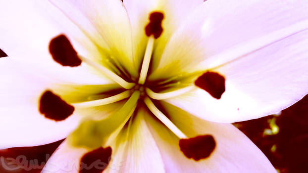 Explore the Best Whitelily Art | DeviantArt Explore the Best Whitelily Art | DeviantArt